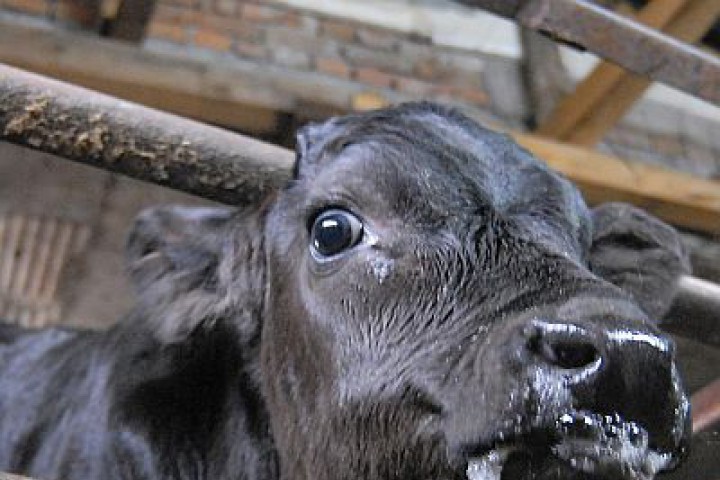 Това показват данните на Европейската агенция по лекарствата която анализира