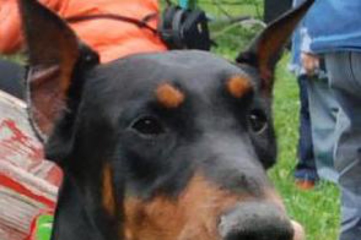 Когато Стела 7 годишен женски доберман се почувствала зле собственикът