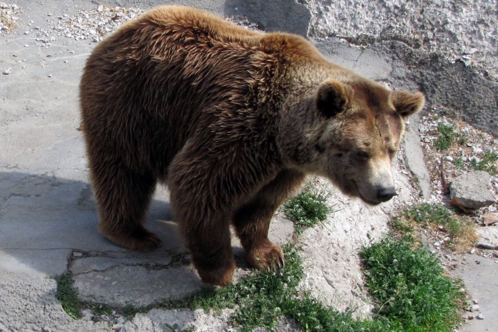 Известните с хибернацията си бозайници вече са будни но сега