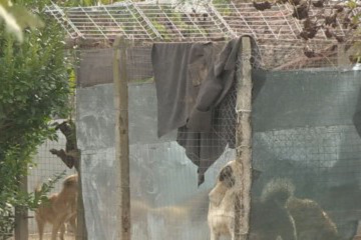 Собствениците на животните отказват достъп на контролните органи от дома