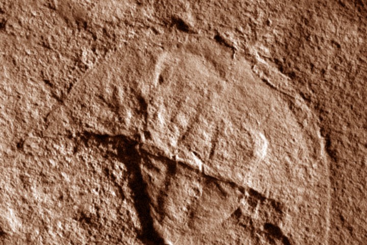 Главата на животното прилича на шлема на Дарт Вейдър съобщи