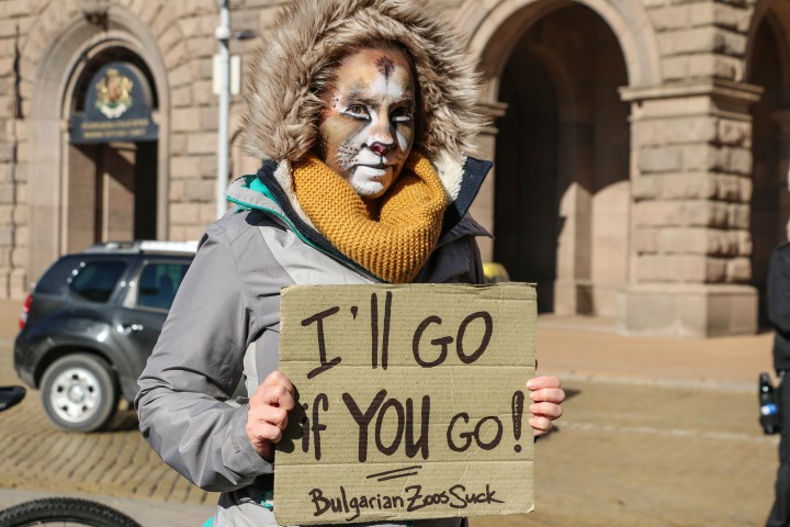 Демонстрантите са недоволни че въпреки обещанията че животните ще бъдат