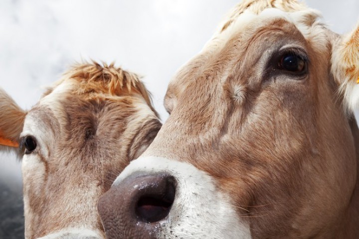 Учените са провели изследване върху това как нашето потребление влияе