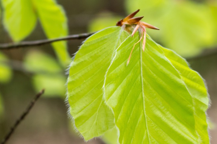 Единият от тях е фосфорът На пръв поглед това е